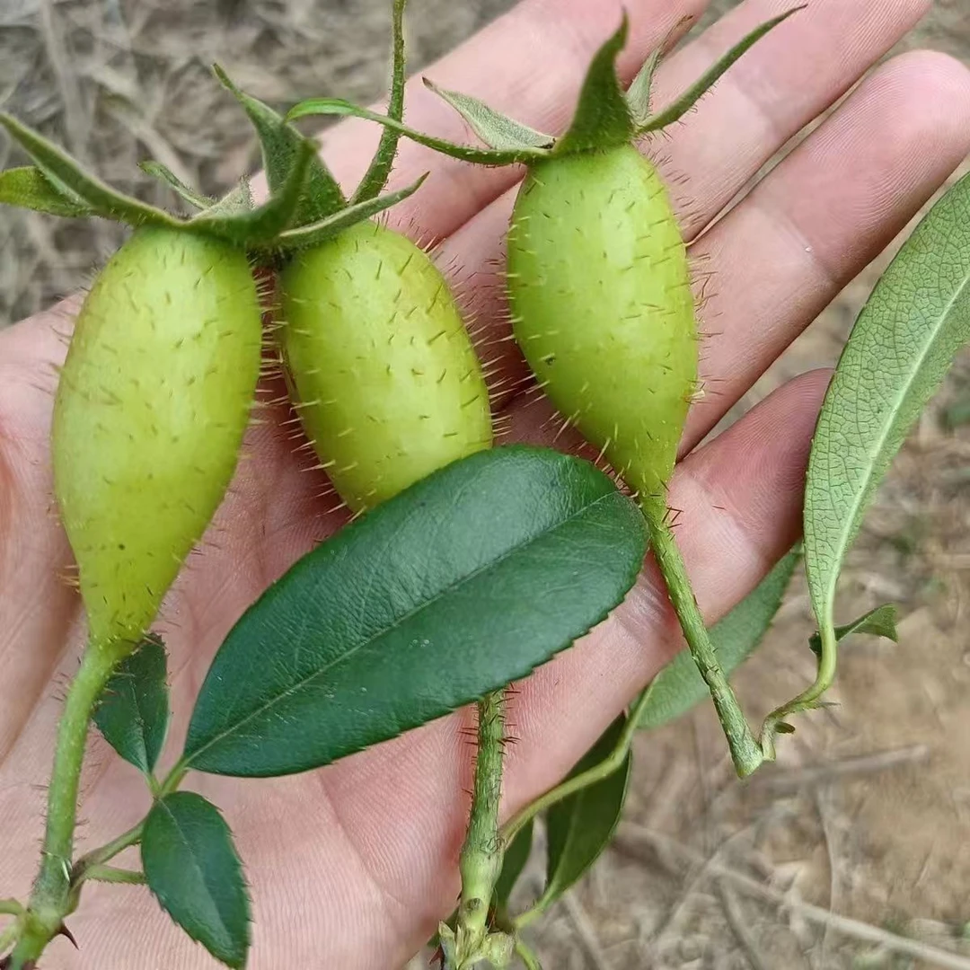 2025现摘青果金樱子刺梨江西吉安水果泡酒金樱子新鲜现摘