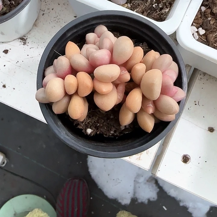 青蛙王子儿童牙膏111