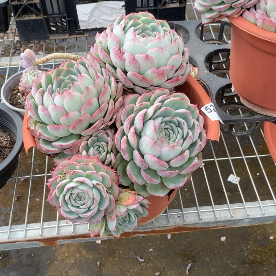 5233侧影多头一物一拍