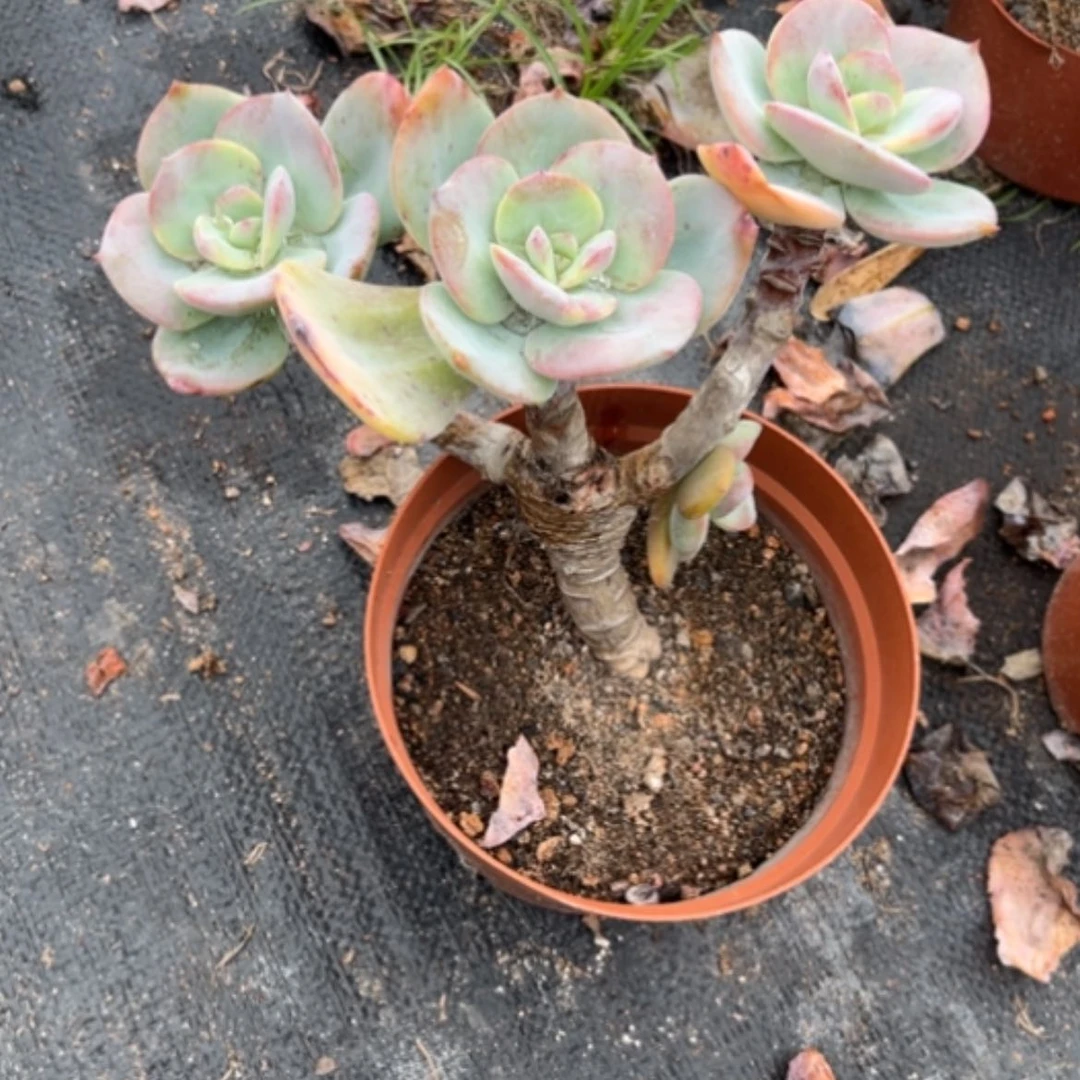 【闪购商品】妮****园白凤