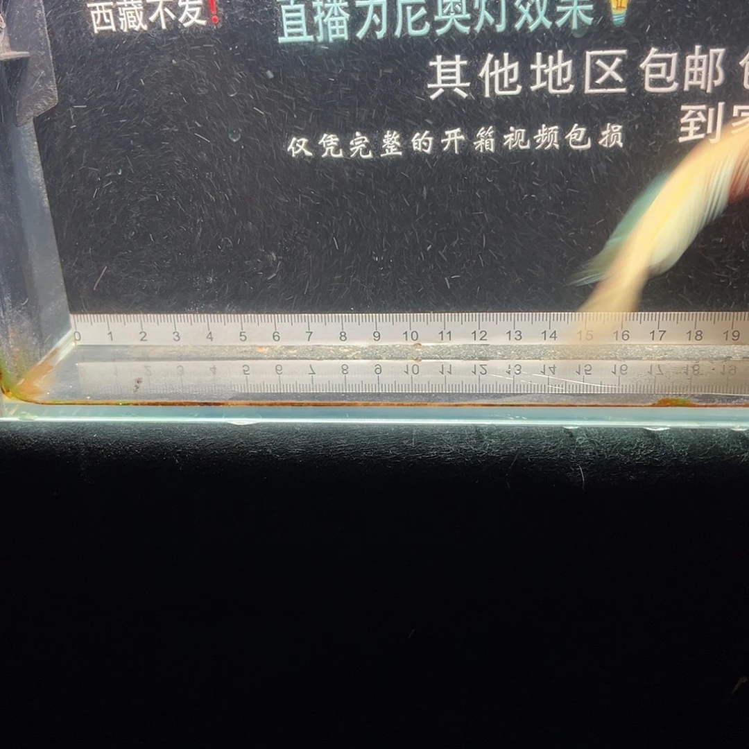 雷龙鱼七星雷龙七星雷龙