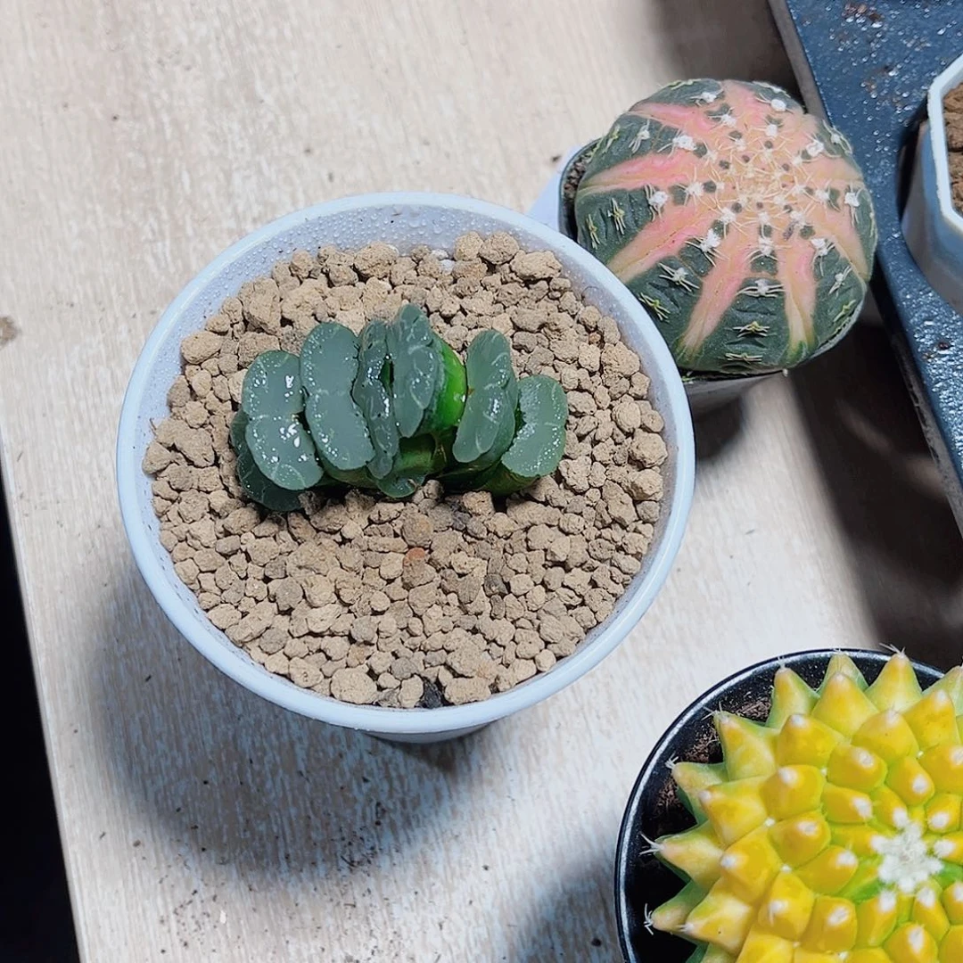 好看的玉扇新手福利