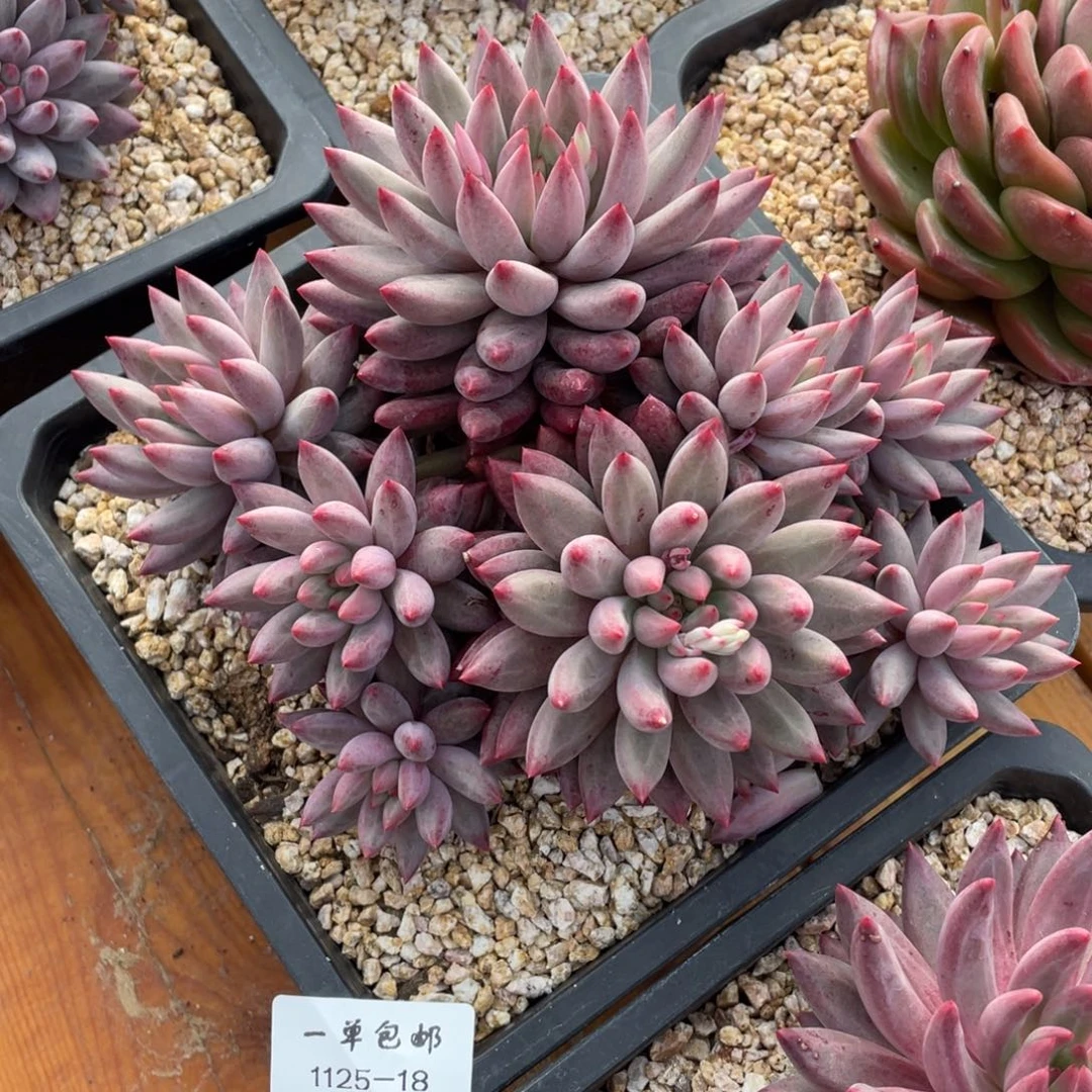 1125+18-绿体虞美人，，，，，，