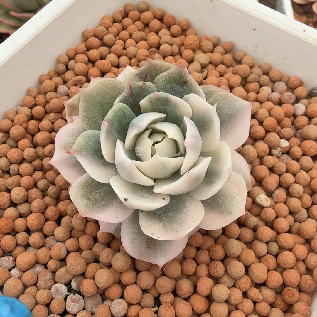 雪域锦，覆轮锦带石化