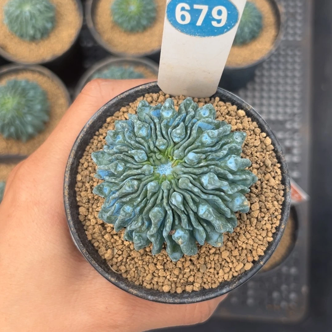 _***马679自根蝌蚪球一物一拍