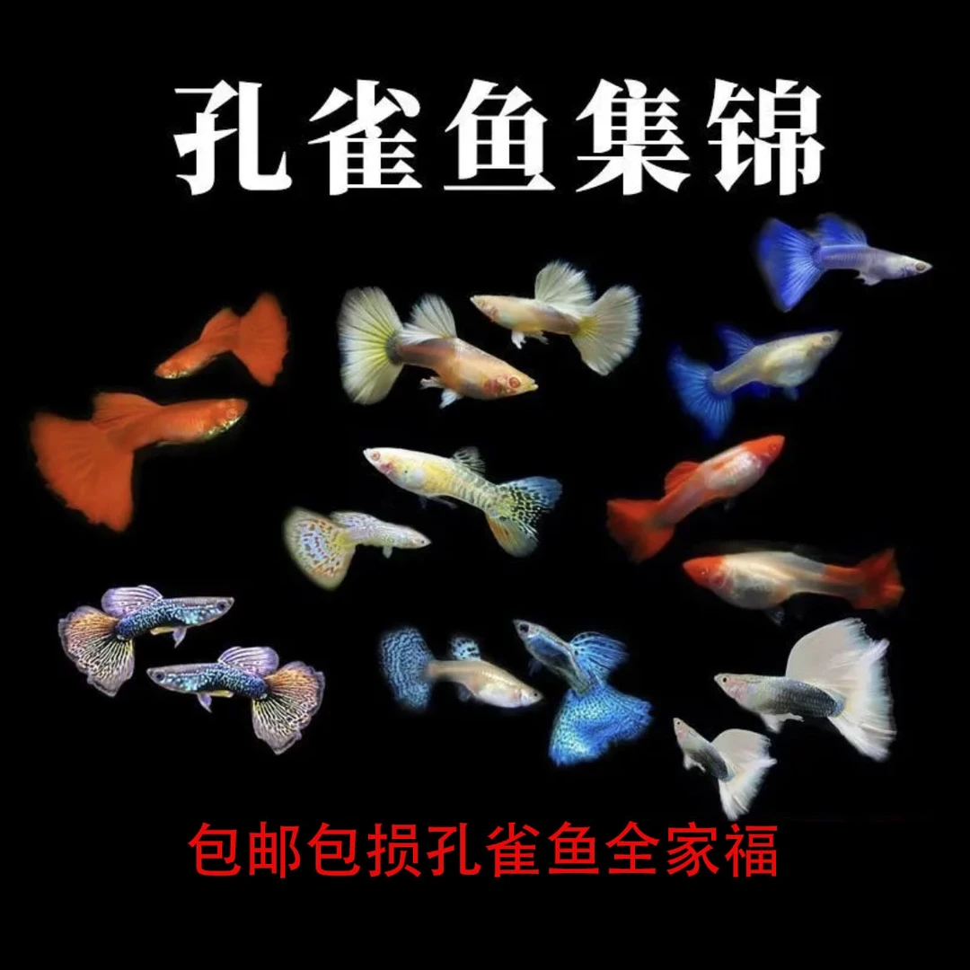 孔雀鱼大全家福（纯种成年）孔雀鱼7-8品种16+4备损20条26+6备损32