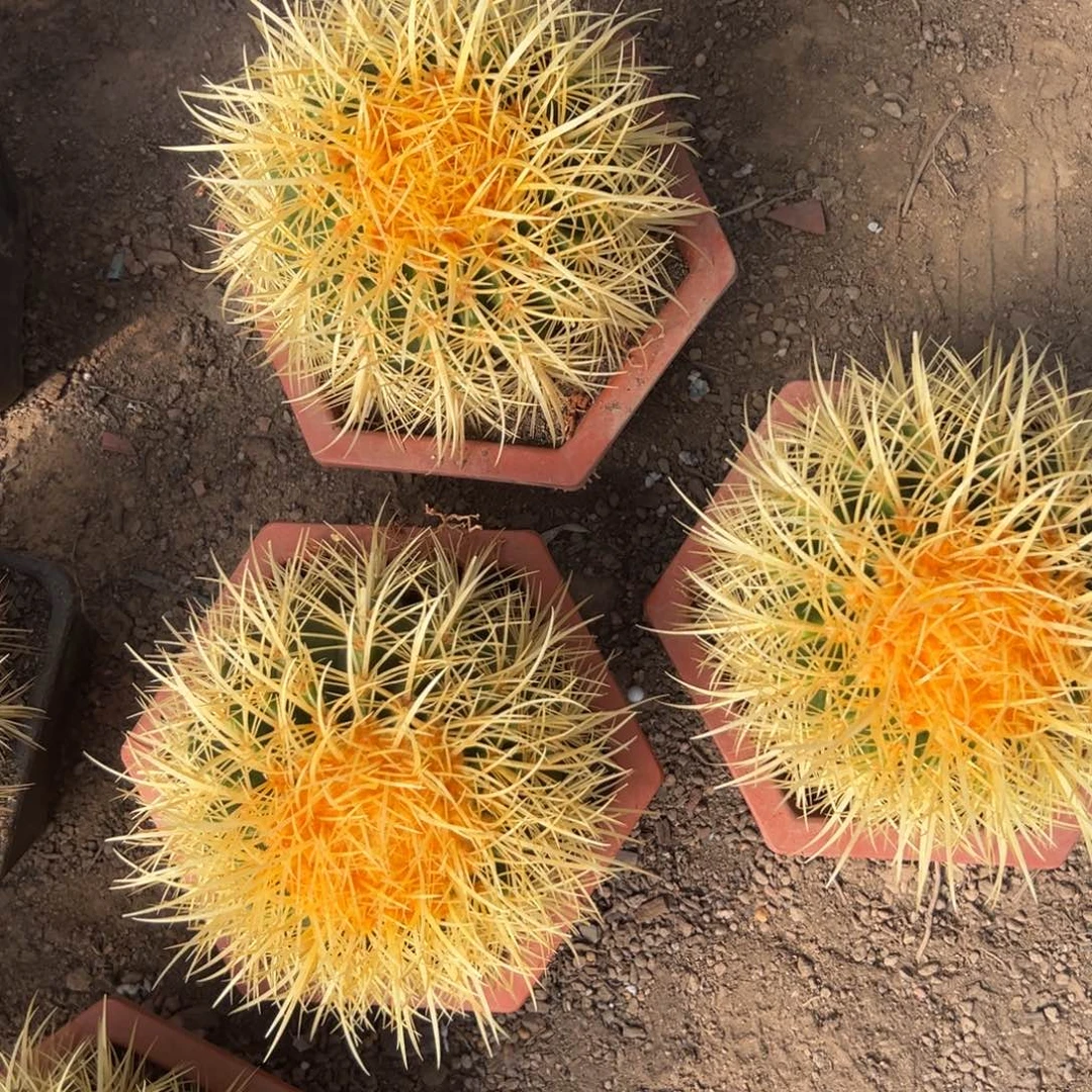 怒虎随机一颗了。