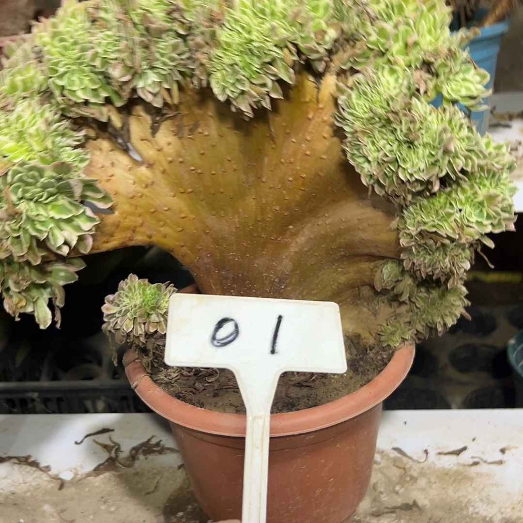 多肉植物白风缀花01