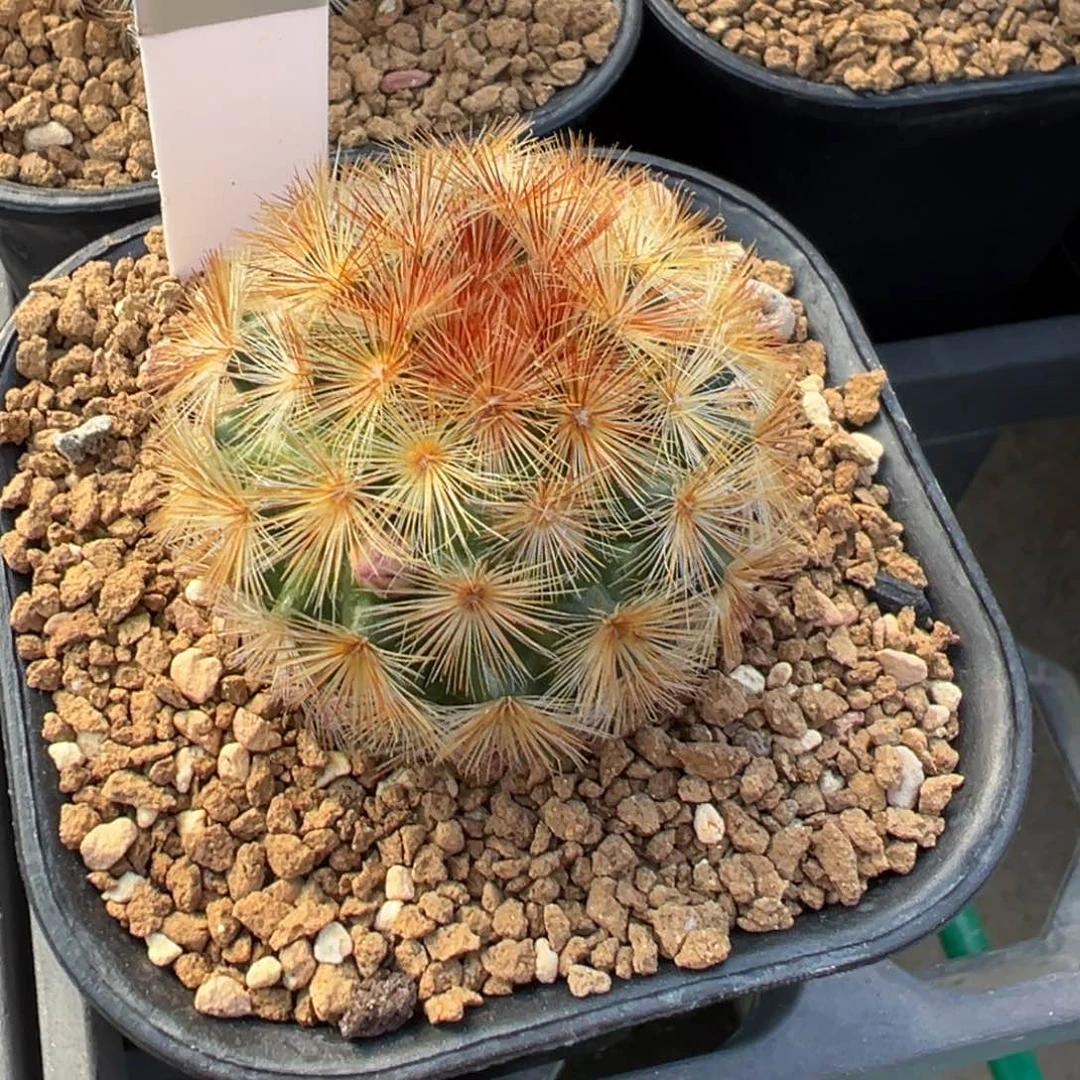 446实生根嘉文丸多肉植物带盆土