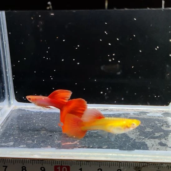孔雀鱼新加蓝红尾一对