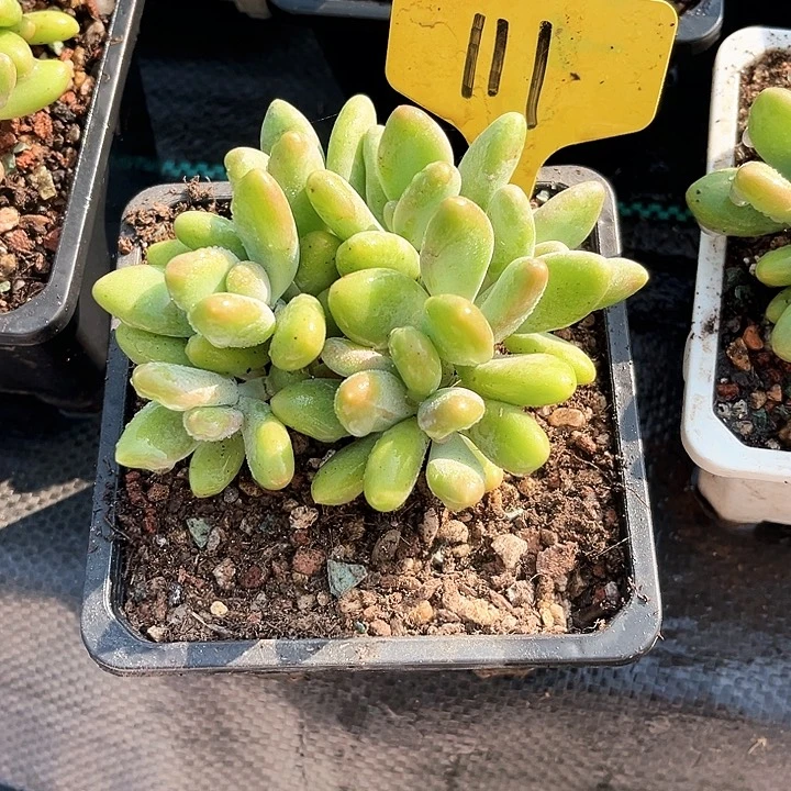 芒果奶111号码牌子的话题
