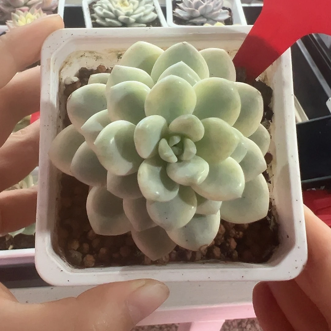 122号白马香水锦多肉植物