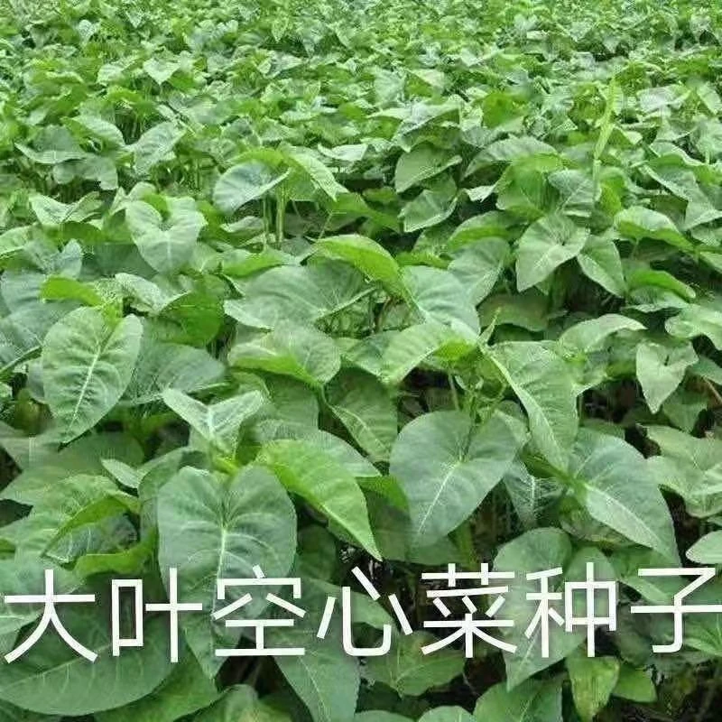 【全店满5包包邮】大叶空心菜种子圆叶空心菜长藤藤藤菜阳台小院