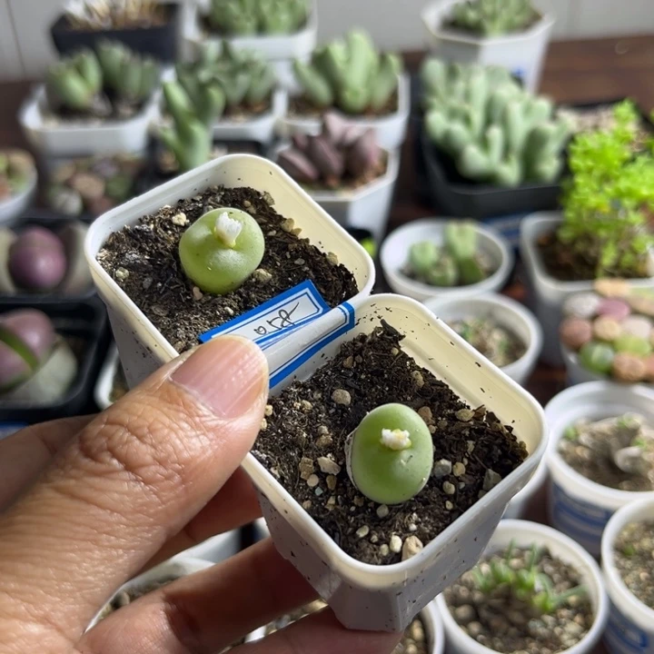 058 空卡多肉植物