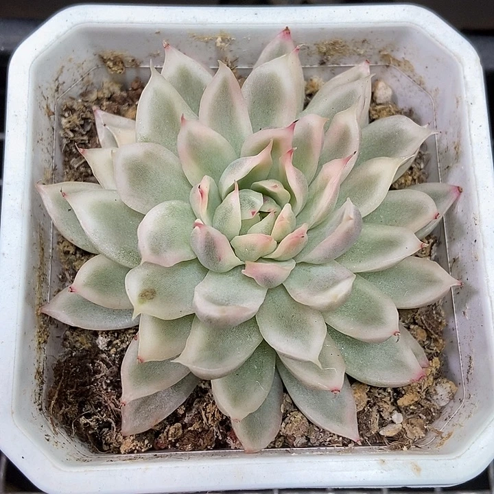 白水晶锦多肉植物