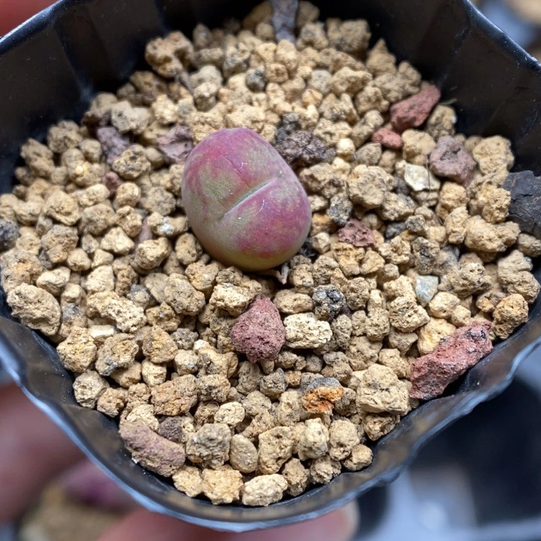 山*多肉植物肉锥杂交K-5393