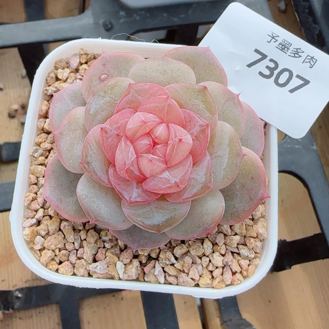 孤品珍妮，7307多肉植物