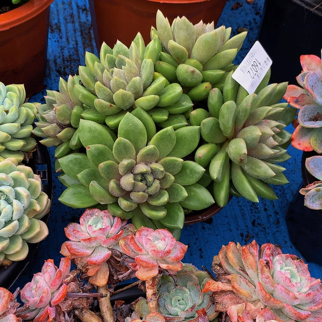 戴***）   红象牙多肉16072