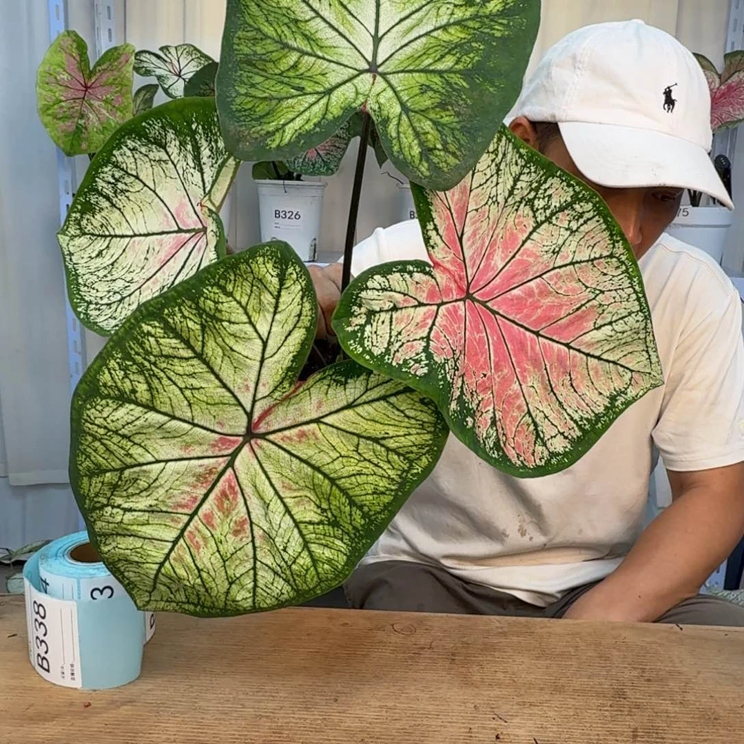 无花朵莫妮卡   B338