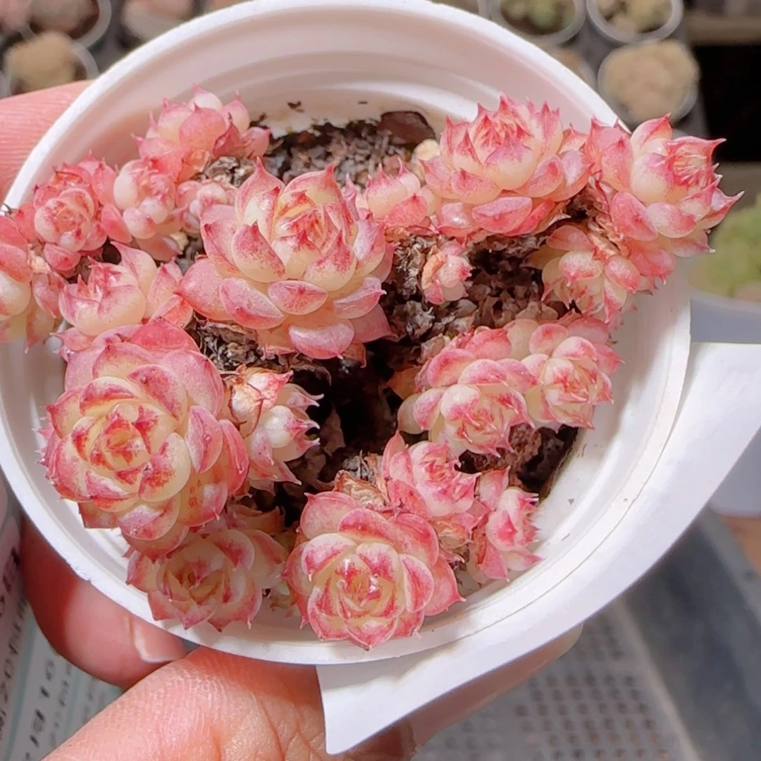 花语多肉1216-224虞姬