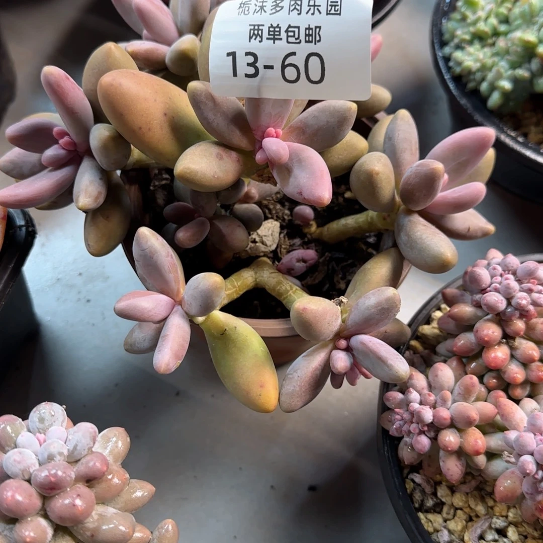 c***k13-60红手指多肉植物