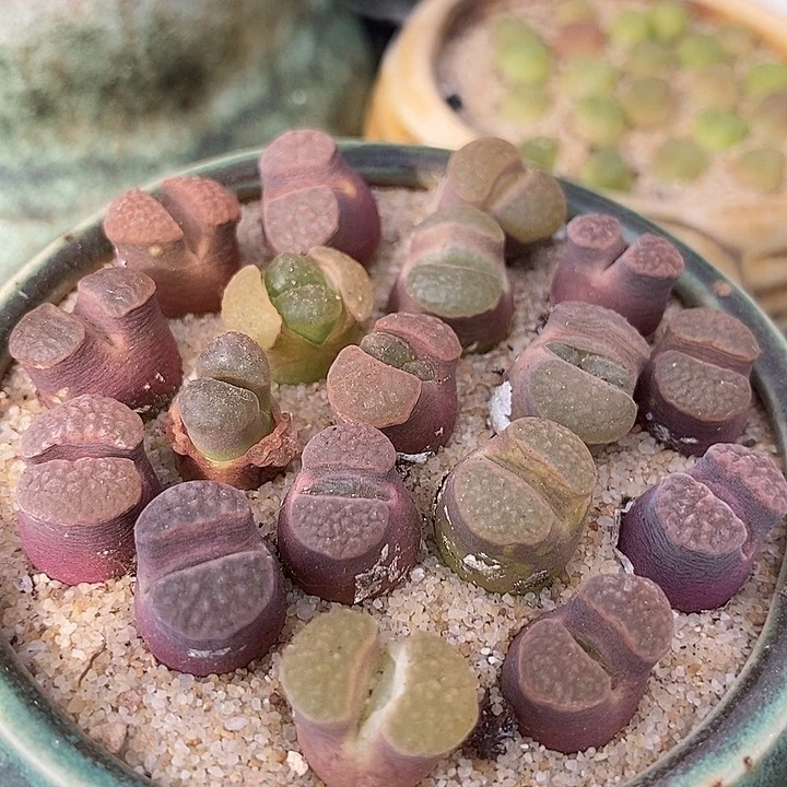 班克雪花磁铁一颗