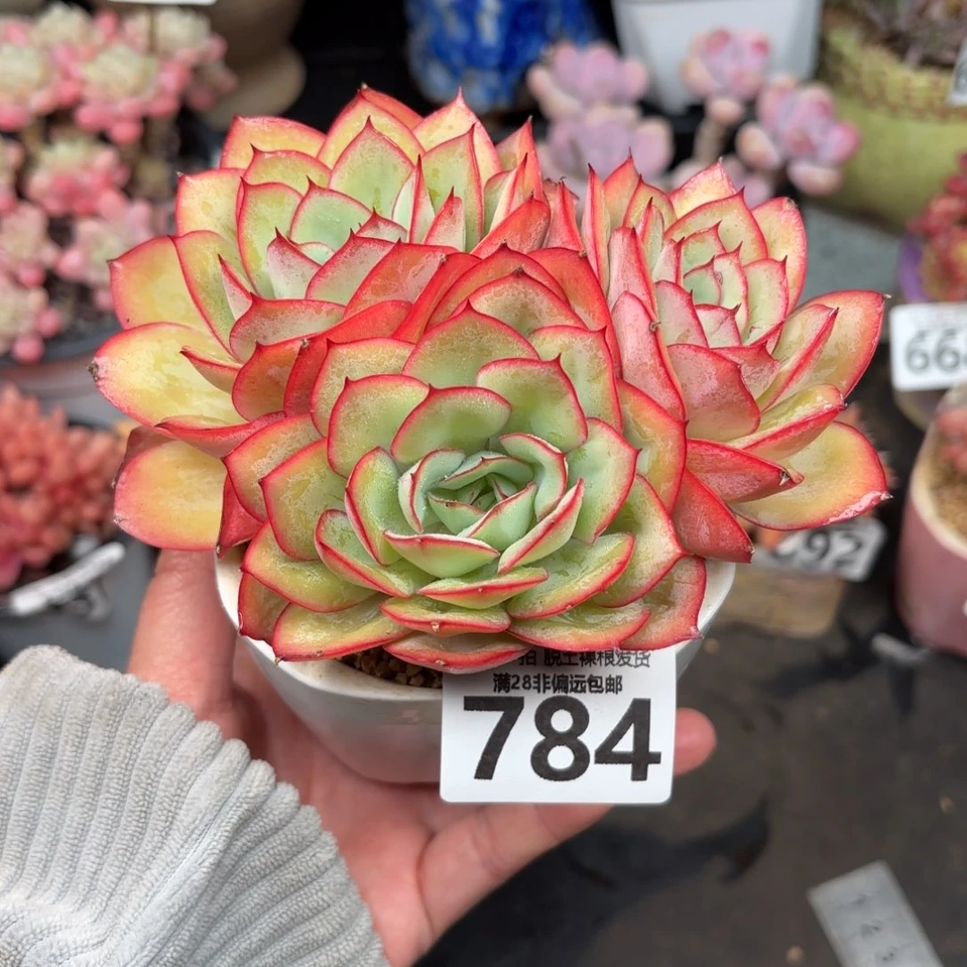 牡丹亭无盆土发货