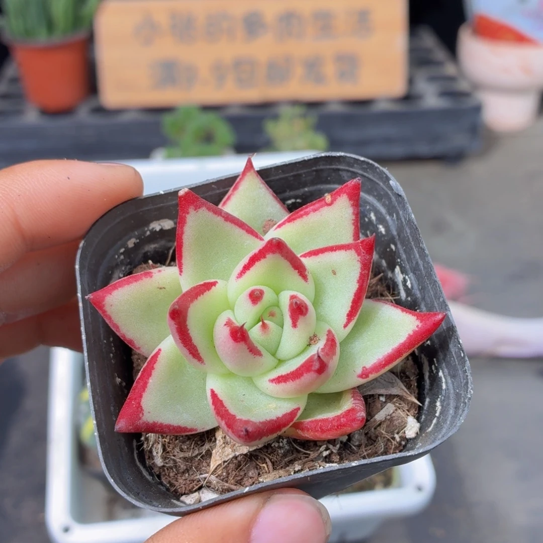 乌木多肉9.9包邮发货