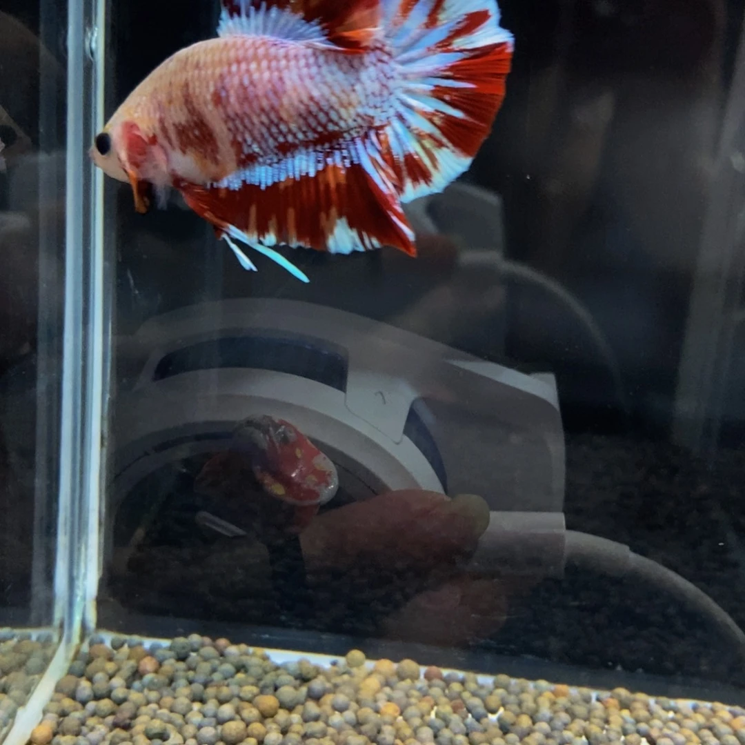 斗鱼334巨斗11111