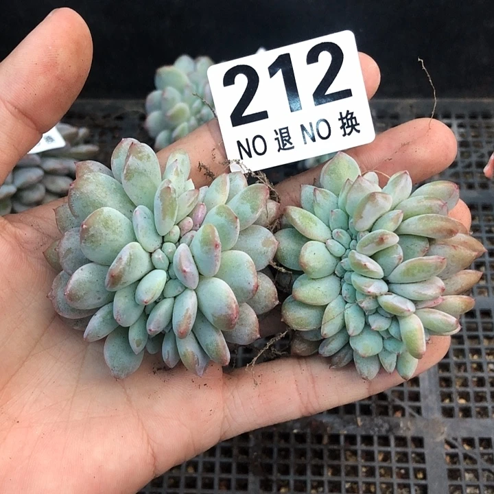 星影石榴籽福利出咯 212