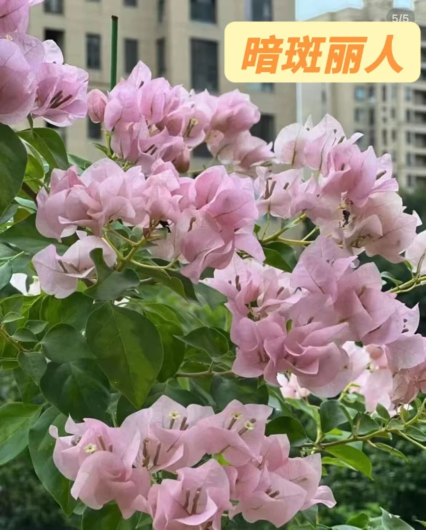 彩色三角梅老桩（原生桩好栽好养)