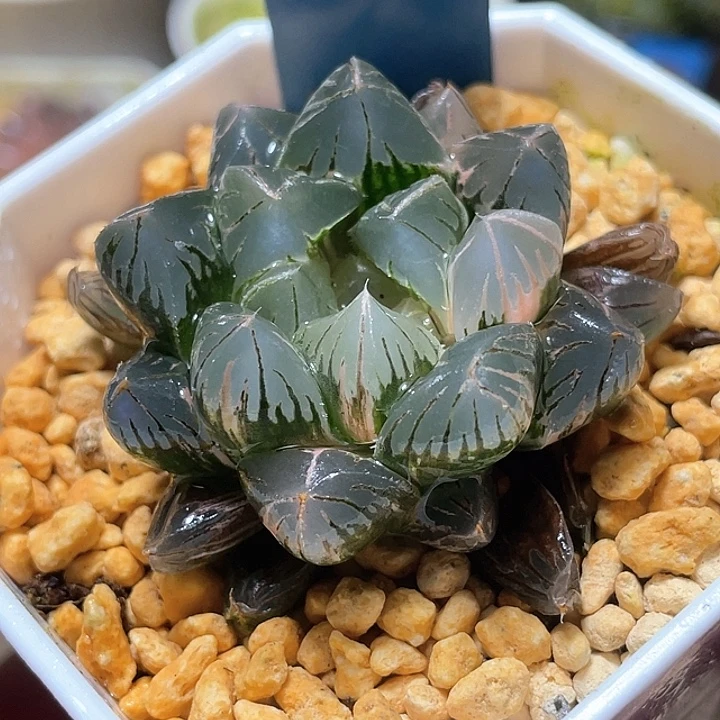 548北极之恋锦特选福利