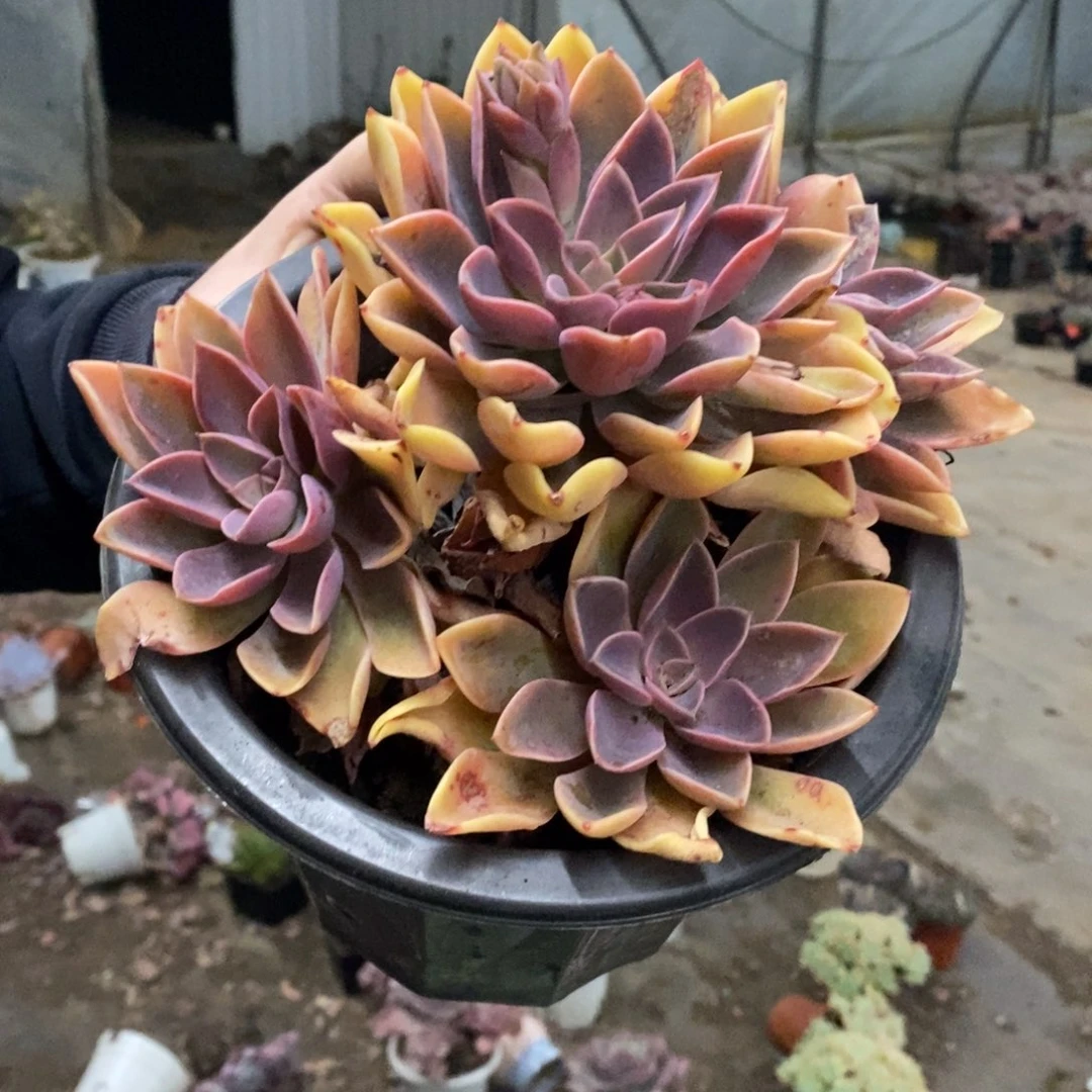 紫气东来大单头带仔，230杯