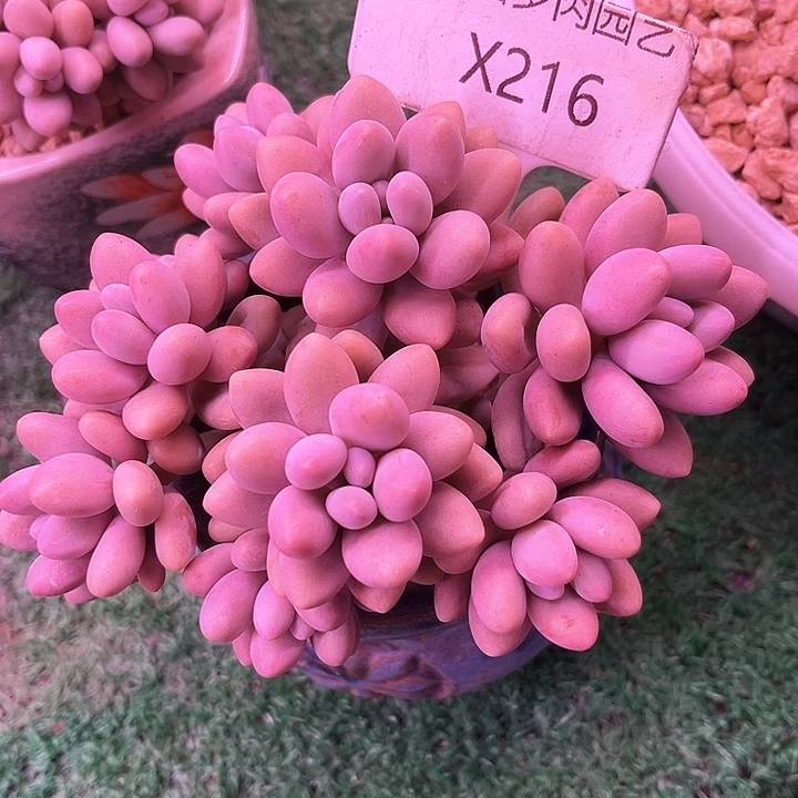 安*?我是第一百个为妖刀应援的阴阳桃花