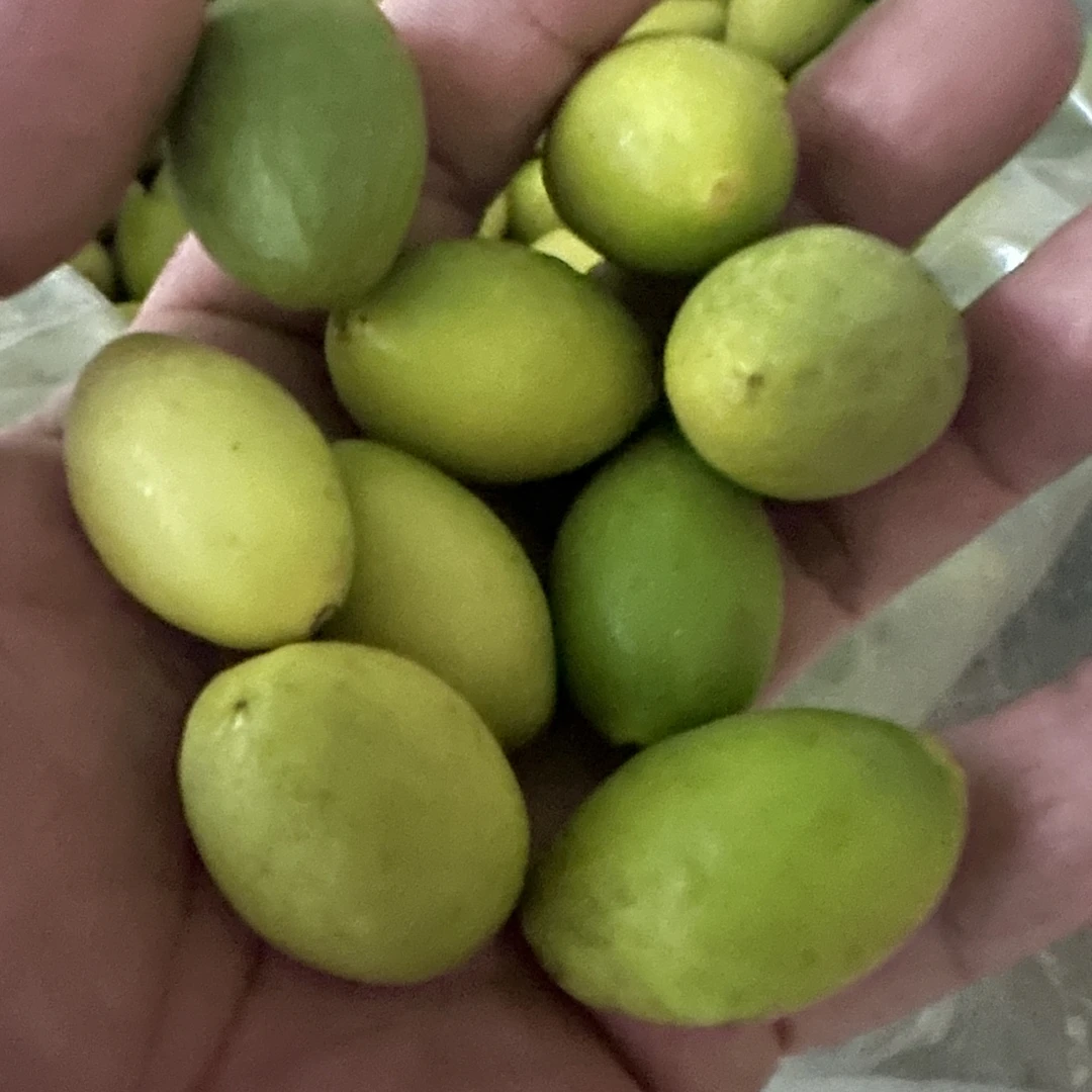 橄榄文词青皮王橄榄甘清回甜橄榄口味醇厚500克袋装现摘现发