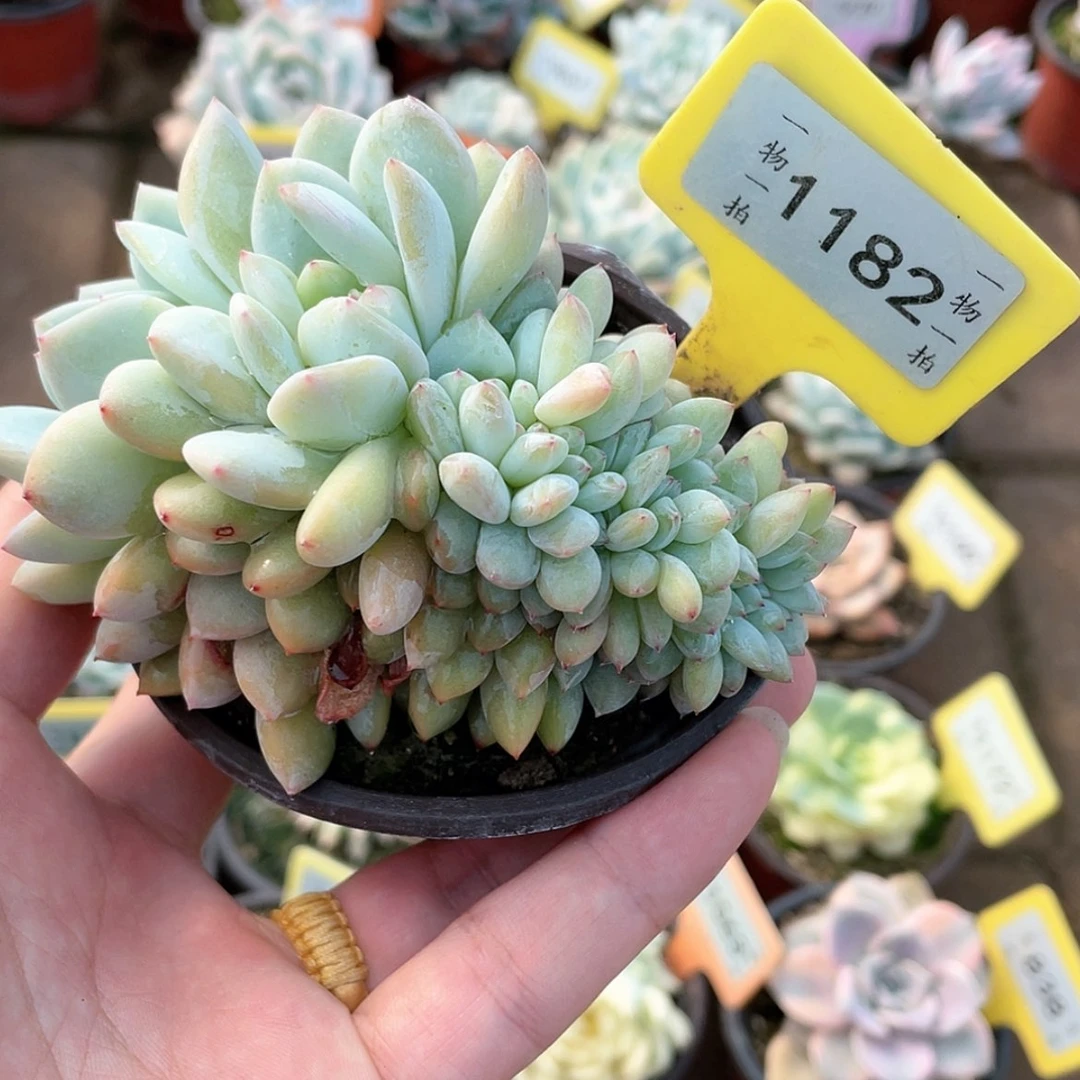 【闪购商品】1182号