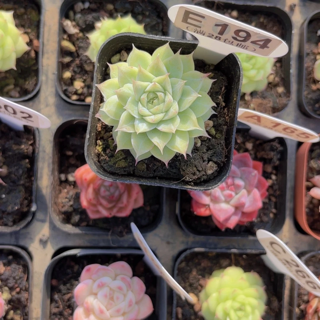 E194杂交一物一拍