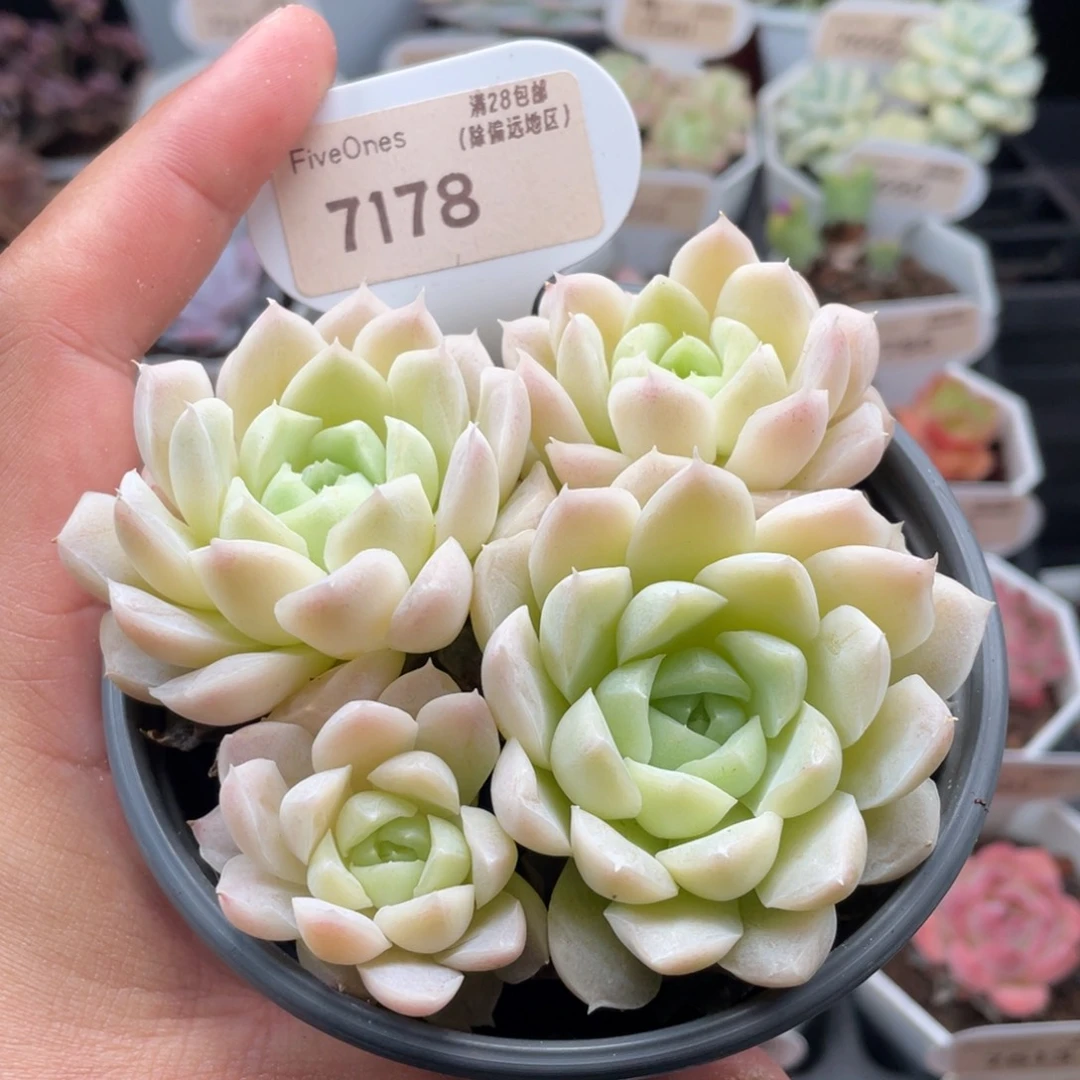 白月影7178-9.5厘米