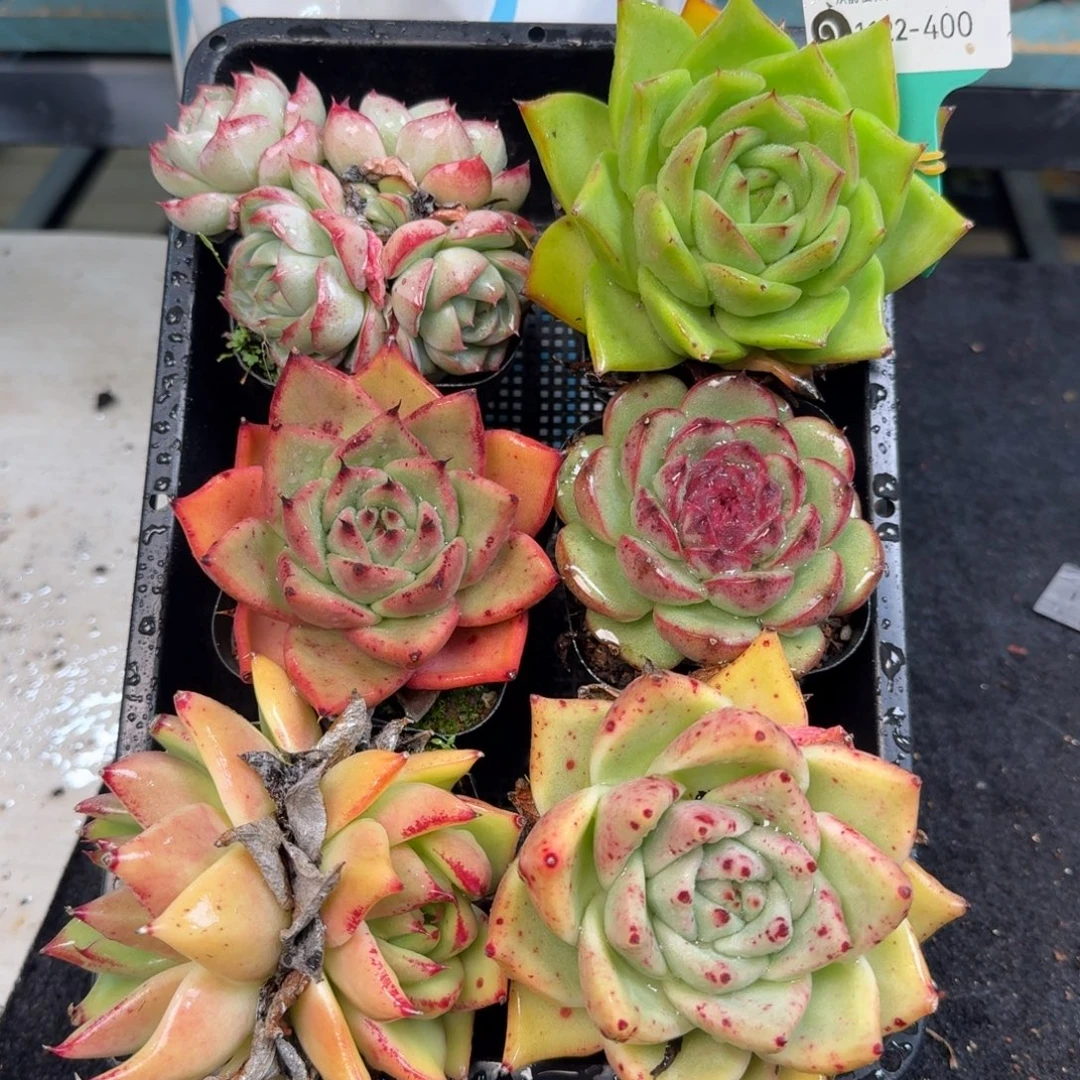 从前慢多肉精选编号1122.400