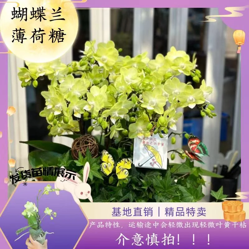【蝴蝶兰 薄荷糖 】拍一发二不售后 中秋好礼 基地直销 带花苞发货