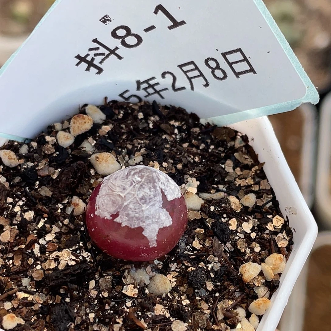 8-1灯泡多肉植物
