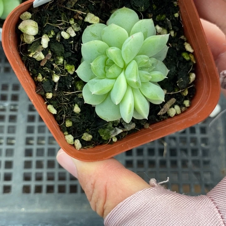 标签116甜心y1一个多肉