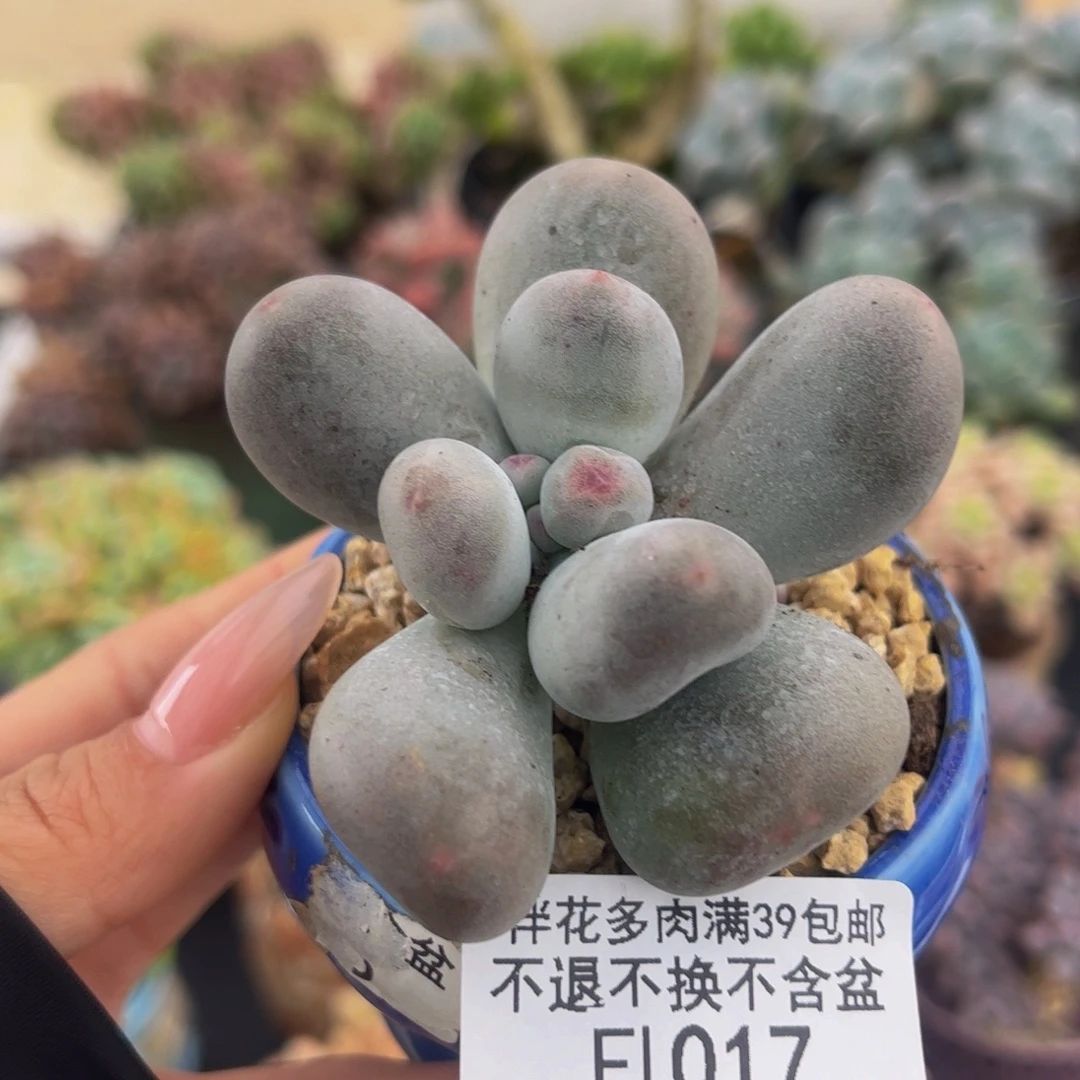 017-米可奶酪多肉5cm