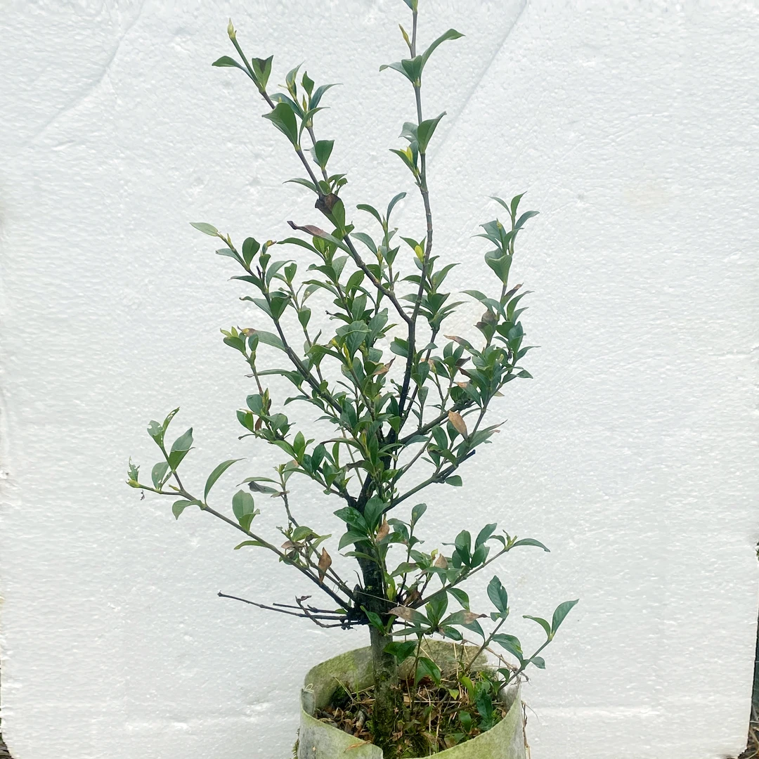 中叶栀子花七年苗杆茎约2公分浓香型布袋苗