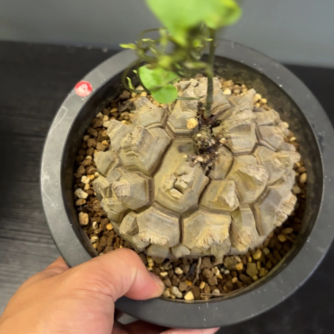 12 号日系南非龟甲龙