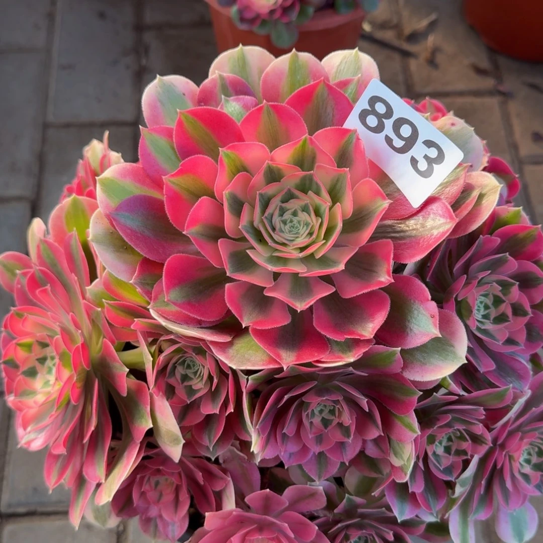 塔***舞多肉植物893粉女巫