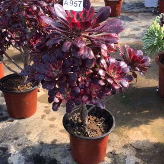 法师多肉植物汤*美法师957多肉植物