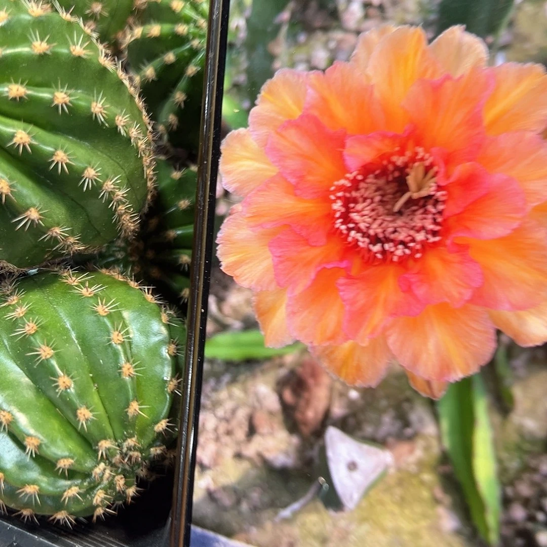 C51彩草仙人球侧芽一颗