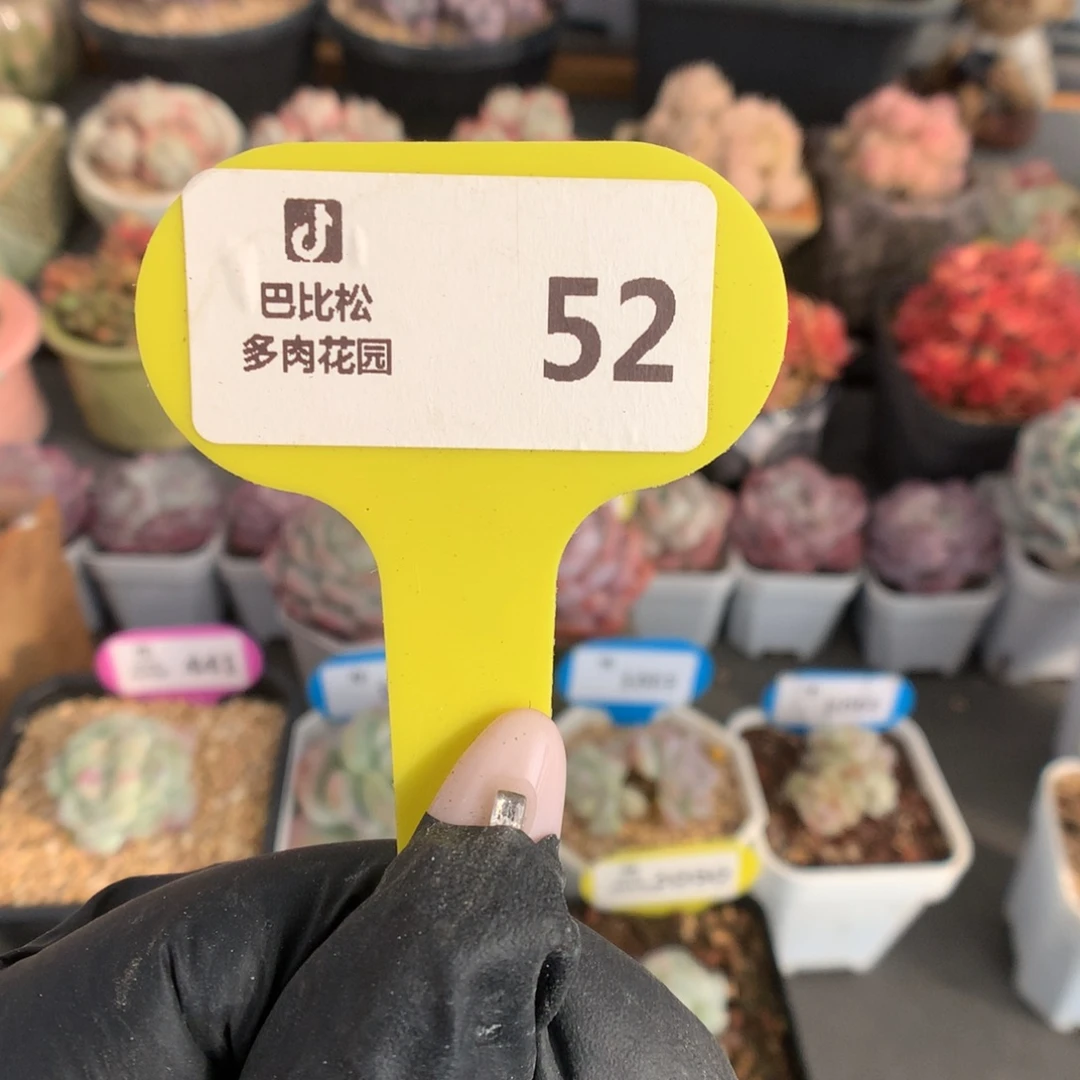 52 冰玉石化盲盒拍多肉