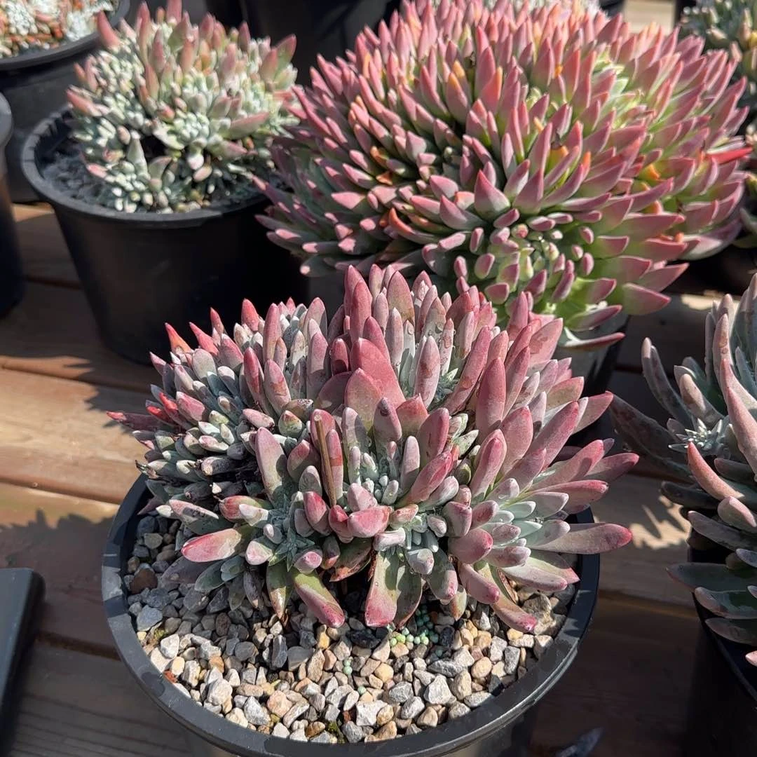 晨***✨250304013多肉植物仙女杯晨曦